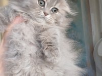 Anne altından british longhair bebekler