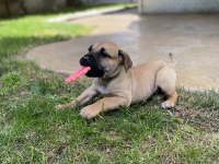 Presa canario tatlı bebek Lili aile arıyor