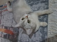 British shorthair silver dişi