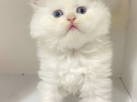British longhair kar beyaz ve tabby yavrular