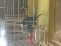 İki çift muhabbet kuşu kafes ile birlikte