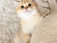 Safkan British Shorthair Golden By11 Erkek Yavru