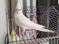 45 günlük albino yavru sultan papağanı