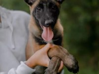 Belçika Malinois @ppuppypawbodrum