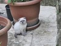 Kitten Blue Point Scottish Fold
