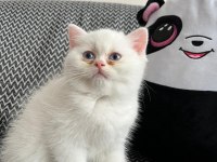 2 Aylık Erkek British Longhair