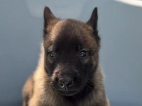 Orijinal belçika malinois yavru