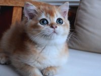 British Shorthair Dişi NY12 Golden Yavru Ful Secereli