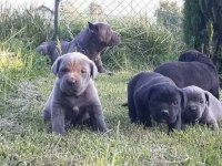 Cane Corso İtaliano Yavrular