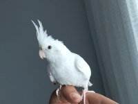 100 günlük yavru albino sultan papağanı