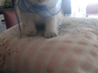 Blue point british shorthair yavrular