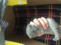 Scottish Fold Yavrular