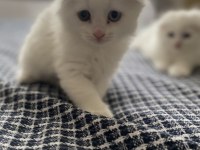 Scottish fold cinsi