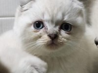Kar Topu Scottish Fold Yavruları