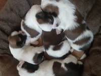 Yavru orjinal shih tzu