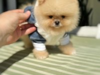 BAL GİBİ MİNİ AYICIK POMERANİAN