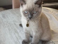 Çok güzel british shorthair yavrular