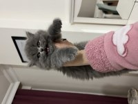Ev ortamında sağlıklı british longhair oyuncu