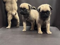 Irk ve sağlık garantili pug mops bebekler