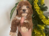 MALTİPOO BEBEKLERİMİZ SAHİPLENDİRİLECEK