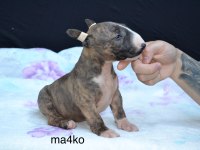 A class şecereli bull terrier Türkiye şampiyonu çocukları