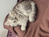 Chinchilla 2 aylık yavru kedimiz