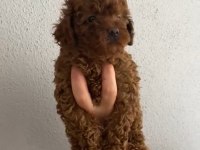 Oyuncu Poodle Bebeğim Ailesini Bekliyor