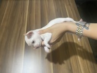 Acil chihuahua bebeklerimi sahiplendiriyorum acil