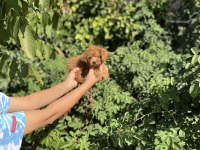 Baby Face Poodle Bebekler