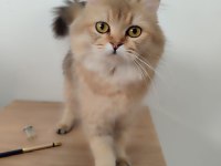 GÜZEL BRİTİSH LONGHAİR KIZIMIZA SICAK BİR YUVA