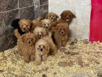 Poodle Yavrularımız Yeni Ailelerini Beklemekte