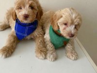 Maltipoo yavrular