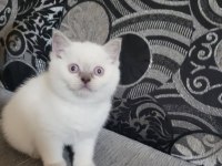 British Shorthair Prensesimiz