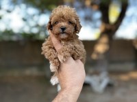 Sağlık Ve Irk Garantili Maltipoo Yavrularımız