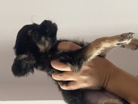 2 aylık Longhair chihuahua yavrumuz 