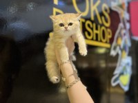 BRİTİSH SHORTHAİR GOLDEN KEDİMİZ