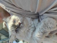 Lynx point british longhair oğluma Yuva
