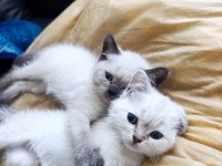 British Shorthair Kediler
