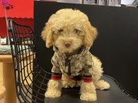 Yavru Köpeğimiz Toy Poodle