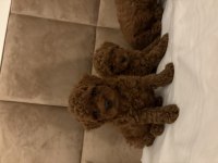 0 numara poodle dişi yavrum son kaldı anne 3 baba 2 kg