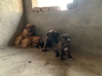 Presa Canario Köpekler