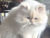 8 aylık british longhair erkek