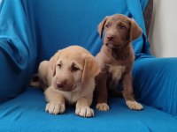 Labrador yavruları sağlıklı