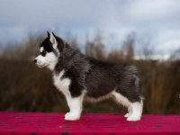 Safkan Sibirya Kurdu (Husky) Yavrularımız