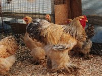 BUFF BARRET BRAHMA KULUÇKALIK YUMURTA & CİVCİV