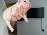 Dişi French Bulldog