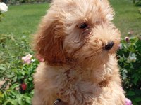 HARİKA KALİTEDE MALTİPOO YAVRULARIMIZ