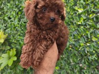 Toy Poodle yavrular