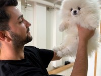 4.5 AYLIK POMERANİAN BOO UYGUNA VERİLECEK