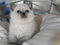 Üst kalite top kafa erkek british shorthair yavrumuz